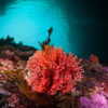 In Chile, discovery of shallowest red hydrocoral forest yet surprises scientists