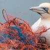 Wildlife and humans face shared health risks from plastic pollution