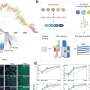 Scientists reveal how COVID-19 variants hijack human cells