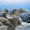 After historic 2024 coral bleaching, hope remains for Mesoamerican Reef