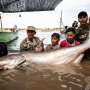 Six rare giant catfish surface in Cambodia