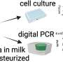 Refrigerated raw milk harbors infectious flu virus for 5 days, study finds