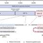 Therapeutic technique shows potential for inhibiting the proliferation of SARS-CoV-2