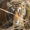 In 2024, Nepal faced old & new challenges after tripling its tiger population