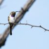 Birdwatchers rally behind endemic hummingbird, spurring conservation movement in Mexico