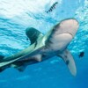 South Australia bans fishing of many sharks and rays in its waters