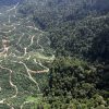 Indonesian president says palm oil expansion won’t deforest because ‘oil palms have leaves’