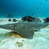 New evidence spells massive trouble for world’s sharks, rays and chimaeras