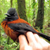 Indonesia’s voracious songbird trade laps up rare and poisonous pitohuis