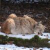 1 lynx dead, 3 quarantined after suspected illegal release in Scotland