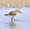 World’s tiniest transmitter finds nesting area of rarest migratory shorebird