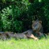 Uganda’s tree-climbing lions grow scarce amid nationwide decline of the big cat