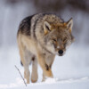 Sweden’s wolf hunt starts, aims to halve population