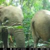 Elephants, gorillas and chimps hold out in Cameroon’s largest protected landscape