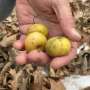 A key to protecting apples from climate change might be hiding in Michigan’s forests