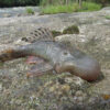 Blob-headed fish and four mammals among 27 newly described species in Peru’s Alto Mayo
