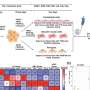 Cellular interactions help explain vascular complications due to COVID-19 virus infection