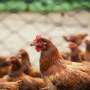 What can you do to prevent getting bird flu?