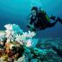 Coral reefs’ surprising recovery linked to close neighbors