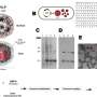 Next-generation COVID-19 vaccine presents promising results in mice