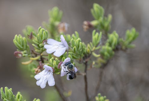 Plants that evolved in Florida over millennia now face extinction and lack protection