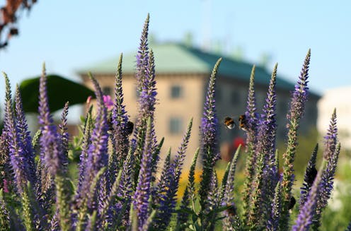 Planning for spring’s garden? Bees like variety and don’t care about your neighbors’ yards