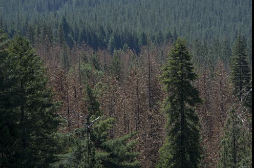 Trees ‘remember’ wetter times − never having known abundant rain could buffer today’s young forests against climate change