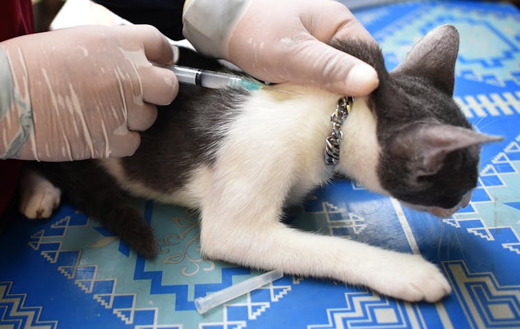 Vaccine hesitancy among pet owners is growing – a public health expert explains why that matters