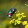 Warming threatens flies more than bees, raising pollination concerns