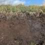 Future of UK peatlands under threat due to climate change