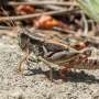 Grasshoppers’ size shifts reveal climate change winners and losers