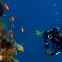 Marine animals consume microplastic particles and excrete them in feces, posing risks to marine environment