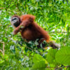 Indonesian company defies order, plants acacia in orangutan habitat