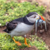 Atlantic puffins are perilously attracted to artificial light, new study shows