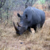 Rhino horn trafficker jailed in legal first on financial charges in S. Africa