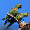 Satellite ‘backpacks’ help keep track of parrot migration in Mexico