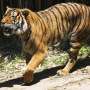 Tiger poachers use fishing boats to smuggle body parts out of Malaysia, study shows