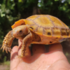 Bangladesh sees first ever rewilding of captive-bred elongated tortoises