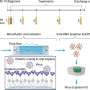 Ultrasensitive test detects and serially monitors intact virus levels in COVID-19 patients