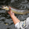 Salmon farms under fire on U.S. East Coast after being shuttered on west coast