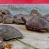 Illegal trade is pushing Bangladesh’s freshwater turtles to the brink