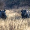 Vietnam faces scrutiny for not sharing enough data on rhino horn trade