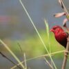 Massive songbird seizure highlights Indonesia’s unrelenting illegal wildlife trade