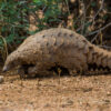 China’s pangolin scale trade declines, study shows, but smuggling persists