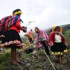 In the high Andes, a dream to restore a special forest takes root