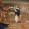 Meet the giant rats fighting wildlife trafficking