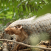 Pangolin burrows are biodiversity magnets in burnt forests, study shows