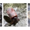 AI can already identify species in photos. Can it extract even more data?