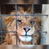 Nearly 20,000 animals seized in global wildlife trafficking crackdown