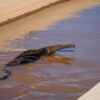 ‘Silent killing machines’: How water canals threaten wildlife across the globe